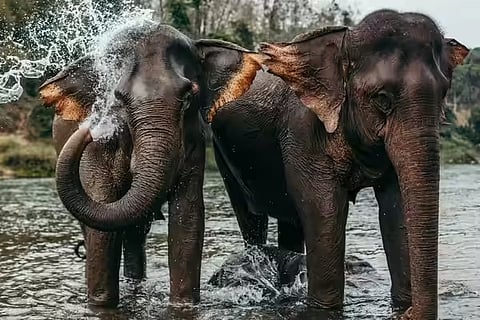 Tinsukia: Fresh Illegal Coal Mining Allegations Surface in  Tinkupani Elephant Reserve
