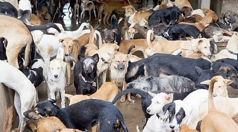 Three Nagaland Dog Meat Wholesalers Quit Trade, Surrender 18 Dogs Under Livelihood Programme