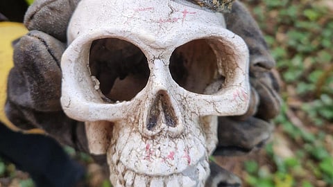 
Human Skull 
