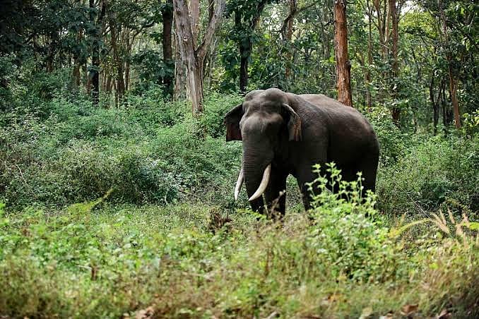 Assam: Wild elephants destroy school, 9 houses in Numaligarh