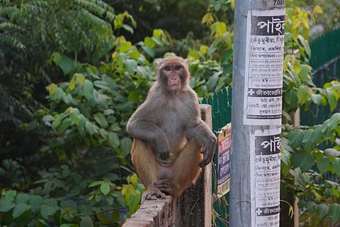 man-monkey conflict