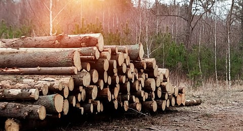  Illegal Timber