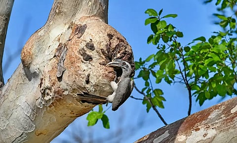 Indian Grey Hornbill