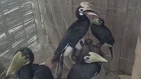 Hornbills