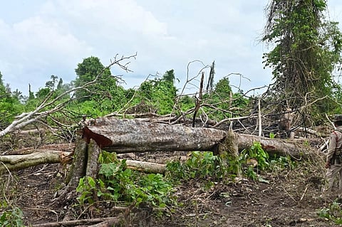Behali Reserved Forest