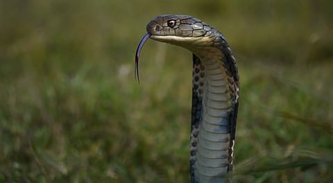 World Snake Day