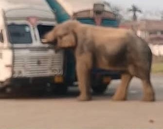 Guwahati: Wild Elephants Damage Liquor Truck Inside Narengi Army Camp  