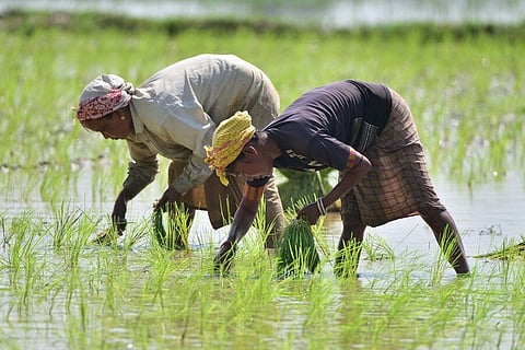 cultivated land 