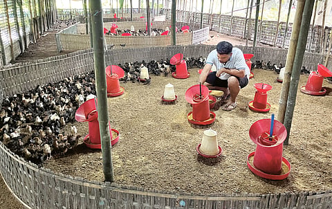 egg production