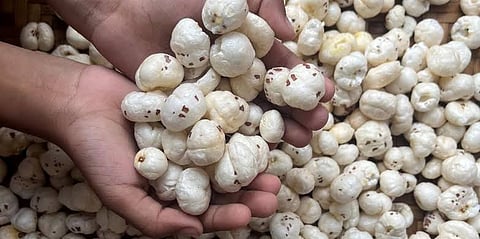 Makhana 