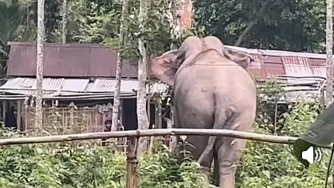  Wild Elephant