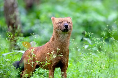 Manipur: Endangered Dhole Recorded for First Time in Shirui Forests