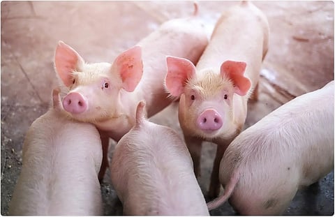Assam: African Swine Fever Wipes Out Pig Farm in Kaliabor