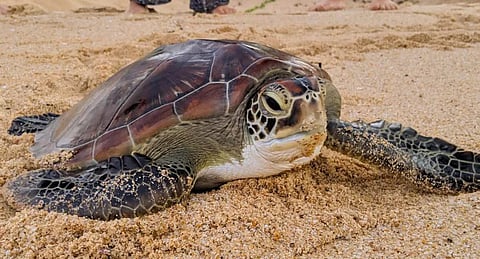 turtle conservation