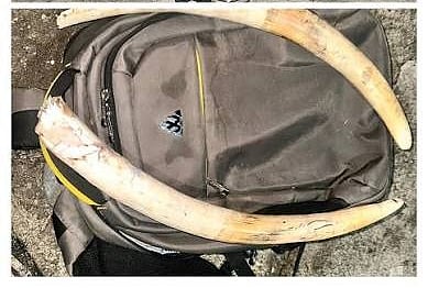 Guwahati : Two people Held with 10 kg Elephant Ivory 