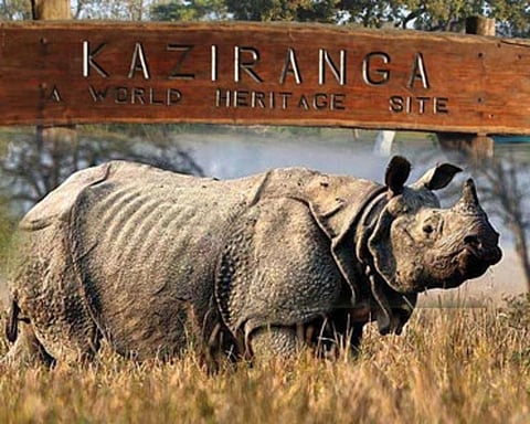 Kaziranga National Park To Ban Mobile Phones Inside The Protected Area Of The Park 