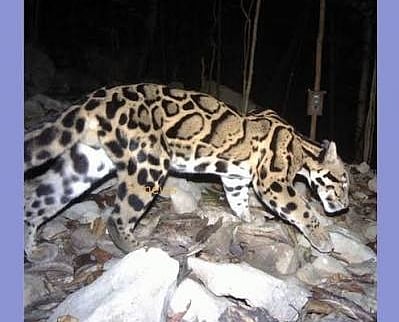 Meghalaya Launches ‘Mission Clouded Leopard’ to Protect State Animal