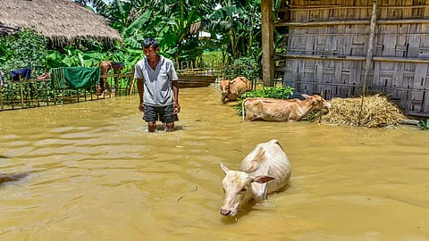 Fresh Flood 
