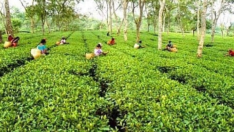 Tea 
