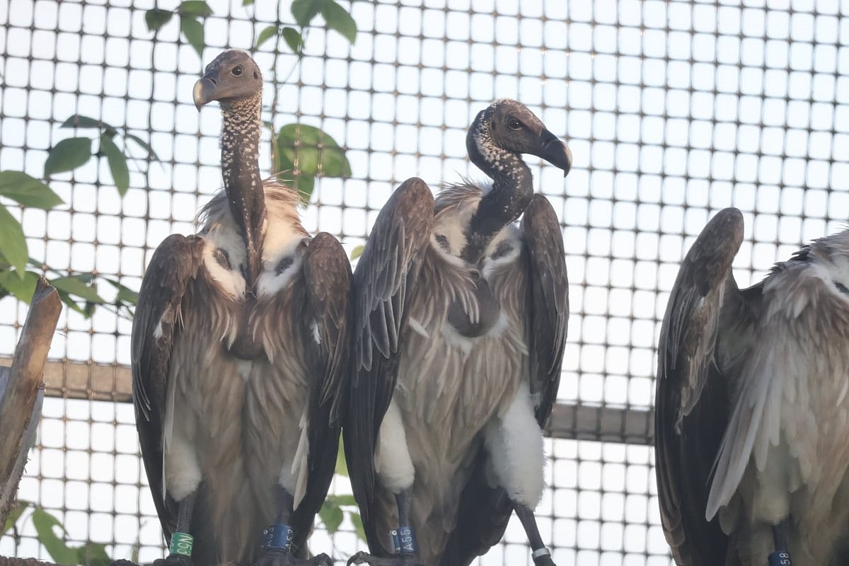 Assam: World-first GPS-Tagged Vulture Release in Kaziranga National Park & Tiger Reserve