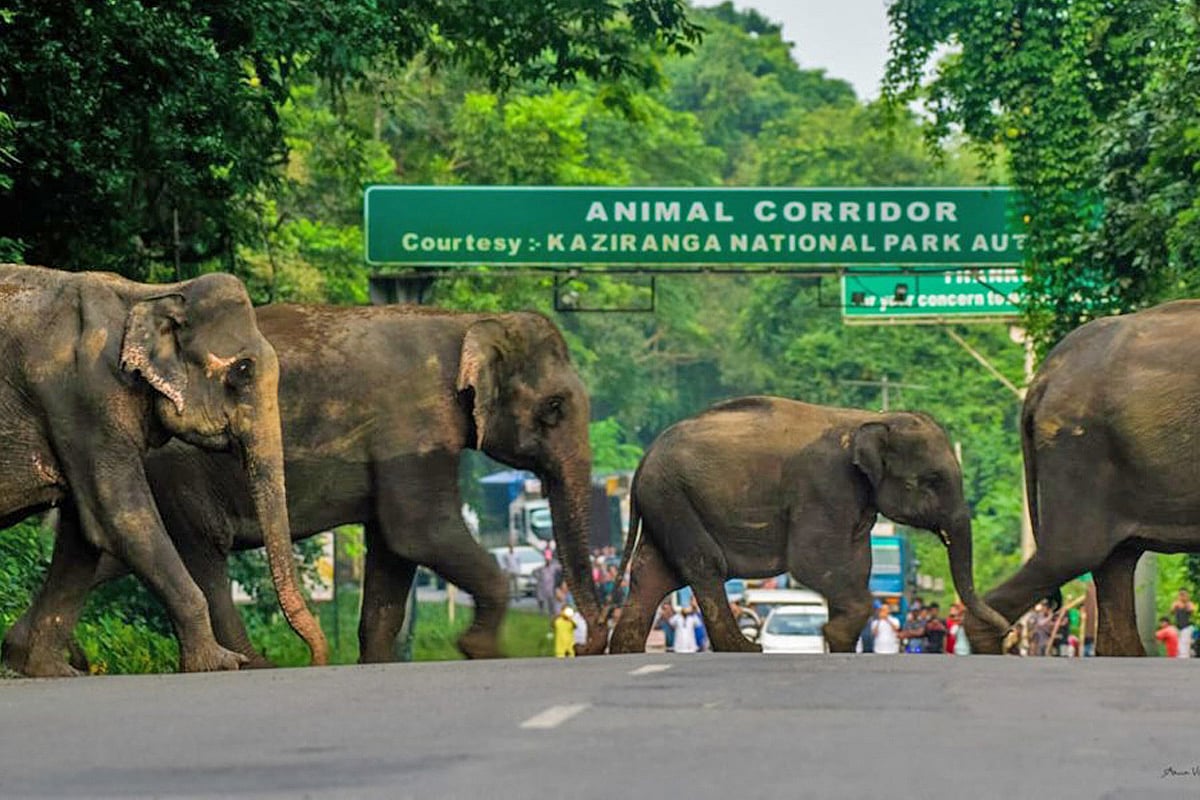 Kaziranga’s Eco-Sensitive Zone: Conservation at a Crossroads