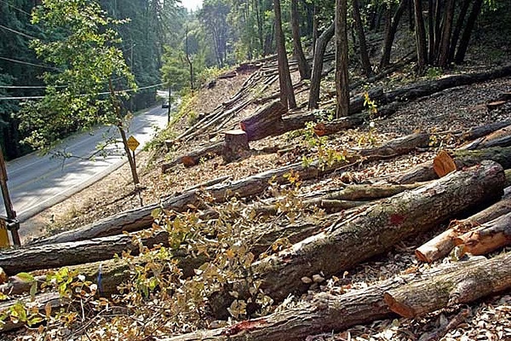 Development Versus Trees