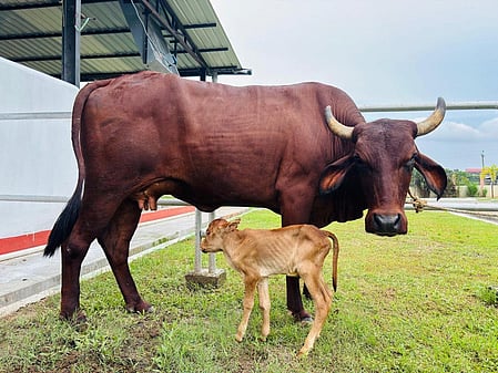Assam achieves historic milestone with IVF-born Lakhimi calf: CM Sarma