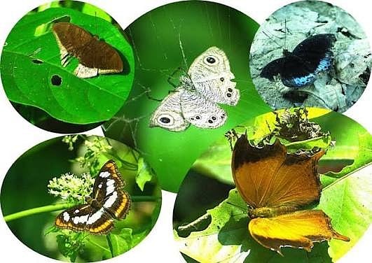 Assam: Dhing Patkai Emerges as a Safe Haven for Butterfly Diversity