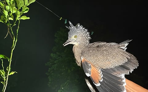 Migratory bird hunting