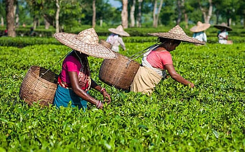 tea crisis