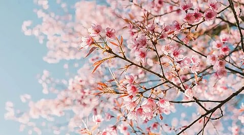 Shillong Cherry Blossom Festival