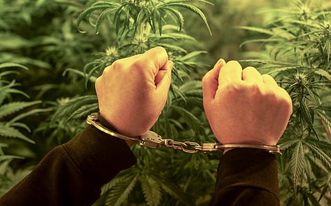  Cannabis