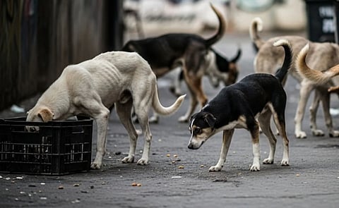dog-bite cases 