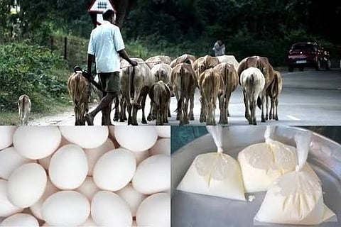 Assam Records Strong Growth in Dairy and Poultry Production