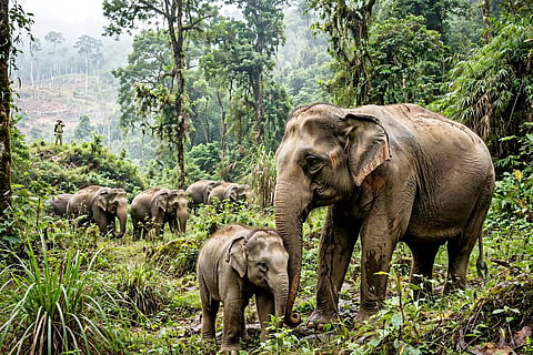 wild elephants