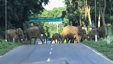 Panbari Wildlife Corridor 