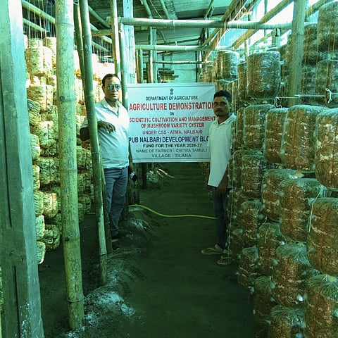 Mushroom farming