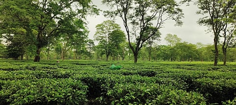 tea belt