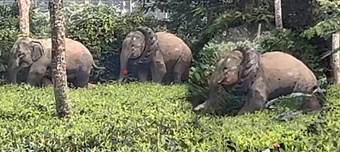 Golaghat : Wild Elephant Spotted with Tyre Stuck Around Its Neck 