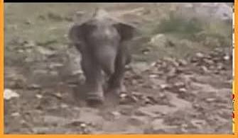 Wild Elephants 