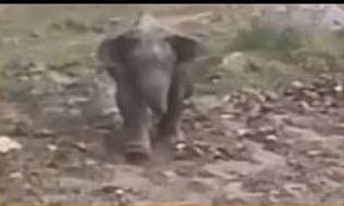 Wild Elephants
