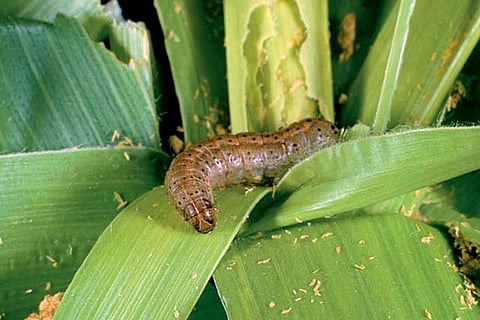 caterpillar 
