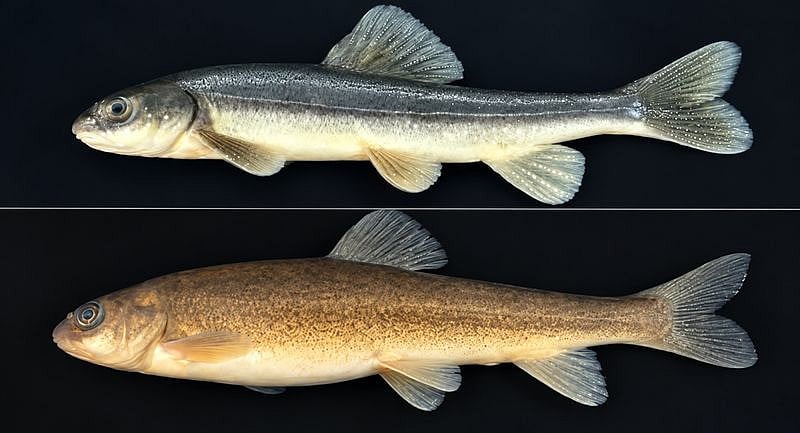 Rare Himalayan fish recorded in India for first time in Arunachal Pradesh’s Tawang