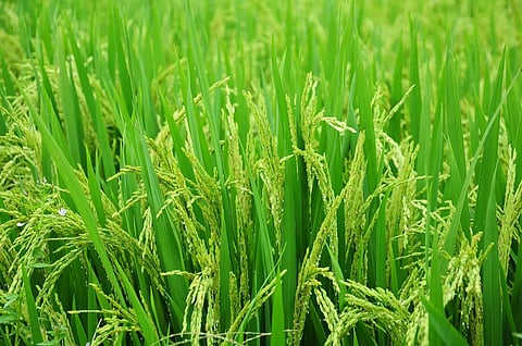Tripura Rabi Paddy Procurement Hits 89% of Target, Benefits Over 9,000 Farmers