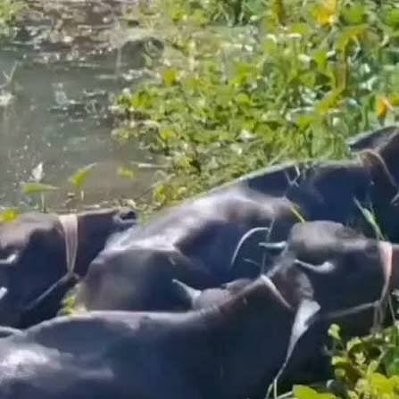 

Dhubri: Eight Buffaloes Killed, Eight Rescued After Truck Crashes into Pond 
