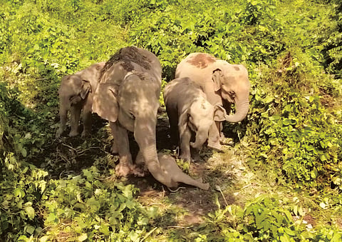 wild elephant