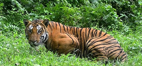 Assam: Royal Bengal Tiger Spotted Near Biswanath Chariali 