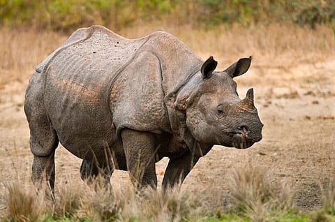Rhino 