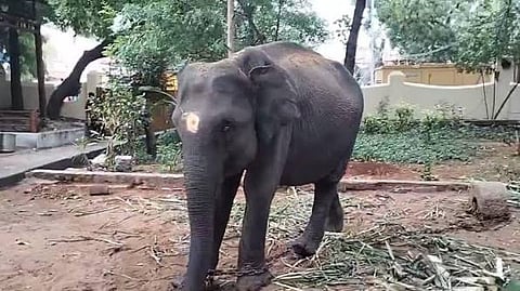 elephants Transportation