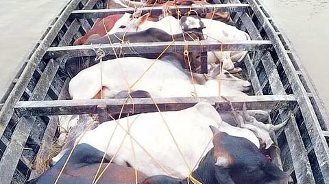 Four Bangladeshi Nationals, Alleged Indian Cattle Smuggler Detained in Sribhumi 